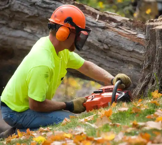 tree services Wilberforce